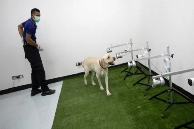 Koronavirüse yakalananları 'dedektör köpekler' buluyor