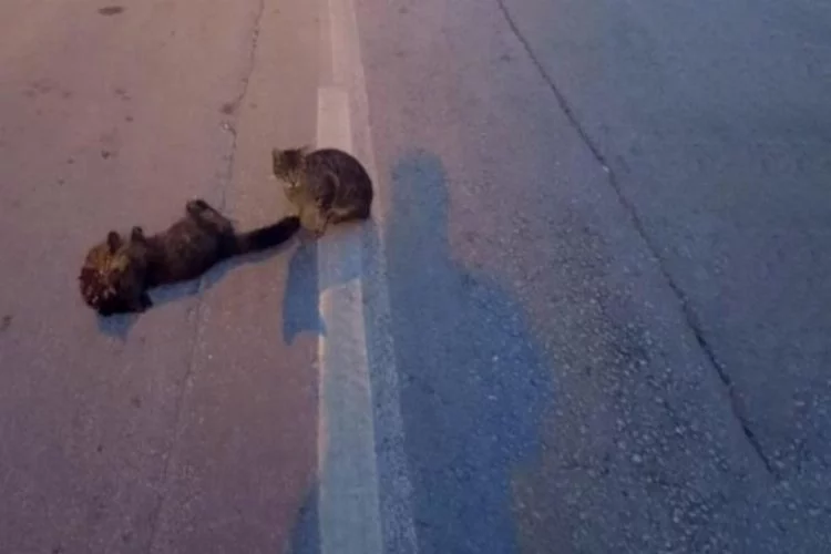 Can çekişen arkadaşının yanından bir saniye ayrılmayan vefalı kedi
