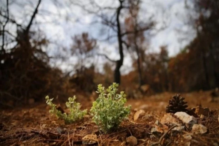 Çatalca Orman İşletme Müdürlüğünden mesire yeri işletme hakkı kiraya verilecektir