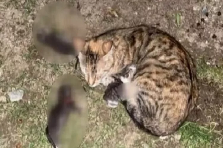 3 kedi yavrusunu kürekle öldürmüştü, serbest bırakıldı