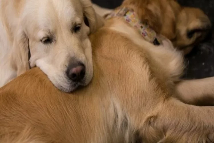 ABD'de köpeklerin ömrünü uzatma çalışması: İnsanlarda da denenecek