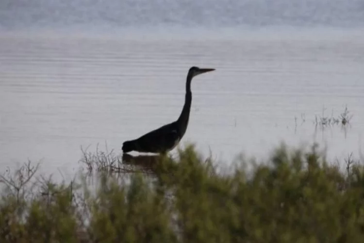 Reyhanlı Barajı'nda 194 kuş türü tespit edildi