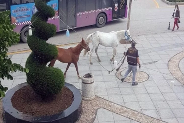 Otlaktan kaçan atlar, kent merkezine indi