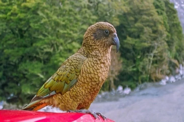 Dağda yaşayan tek papağan türünün aslında insanlardan kaçtığı ortaya çıktı