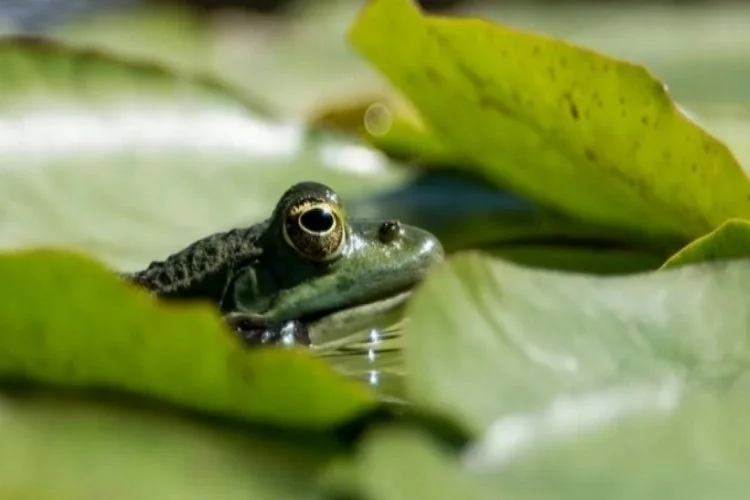 Yeni Gine yağmur ormanlarında tatlı sürpriz: Çikolata kurbağa