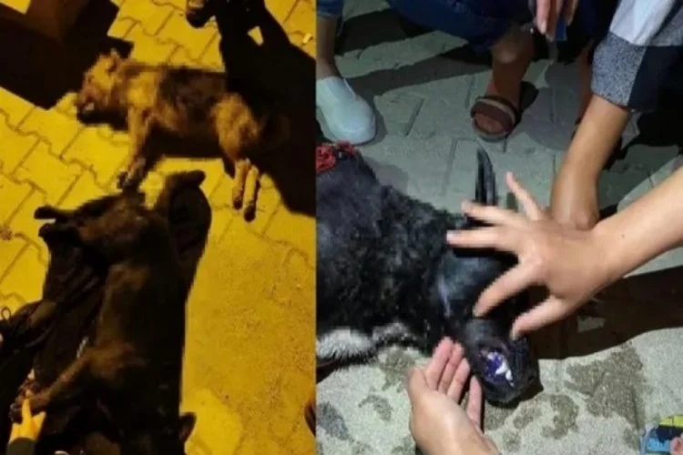 Hatay'da 5 köpek zehirlenerek öldürüldü