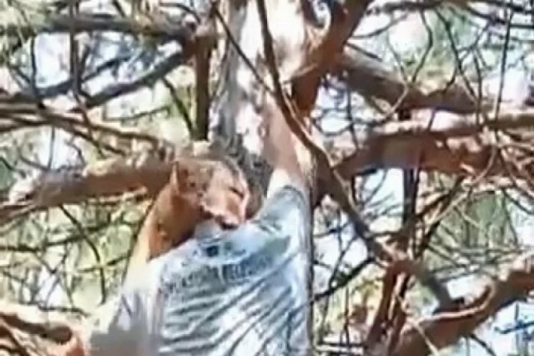 Bursa'da ağaçta mahsur kalan kedi ekiplerin omzunda aşağı indi