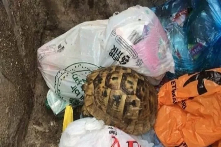 Temizlik görevlileri çöpe atılmış kaplumbağa buldu
