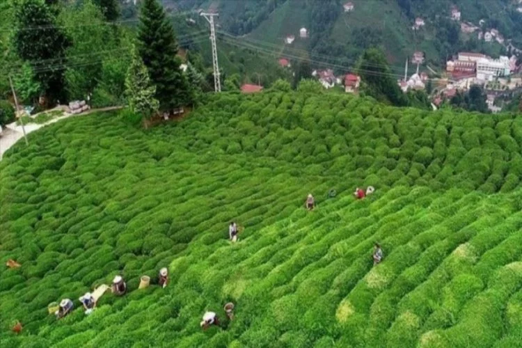 Çay ihracatından yılın 5 ayında 8,5 milyon dolar gelir elde edildi
