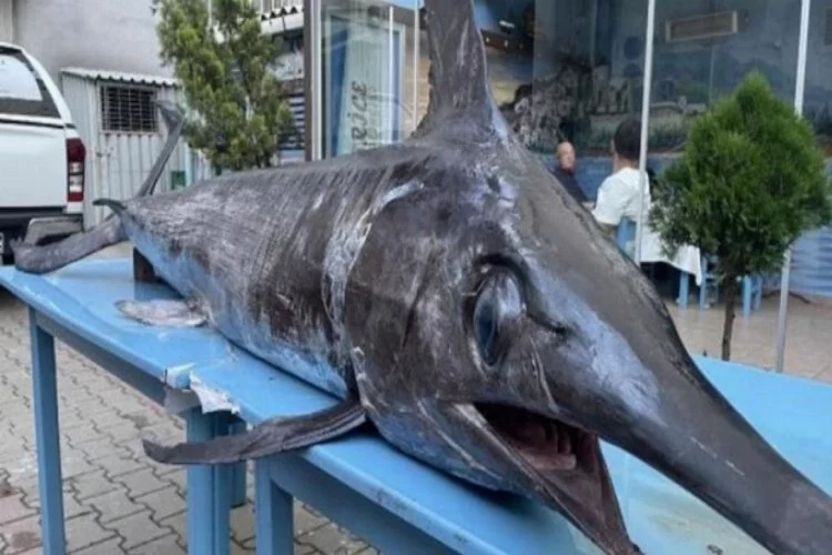 Saros Körfezi'nde yakalandı! Dev kılıç balığı şaşkınlık yarattı