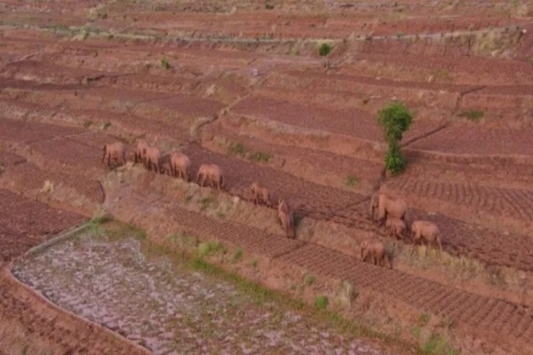Çin'de firari fillerin ilerleyişi sürüyor: Bir tanesi sürüden ayrıldı