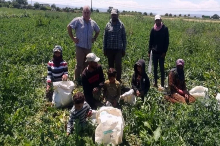 Bursa Yenişehir Kaymakamı Seyitoğlu: Mevsimlik işçiler bizim misafirimizdir