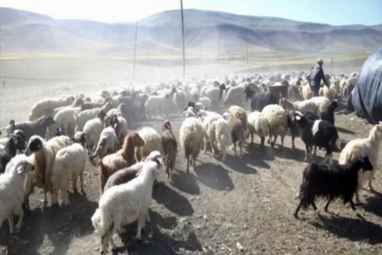 Devlet desteği ile çiftlik kurdu! 30 koyunla başladı