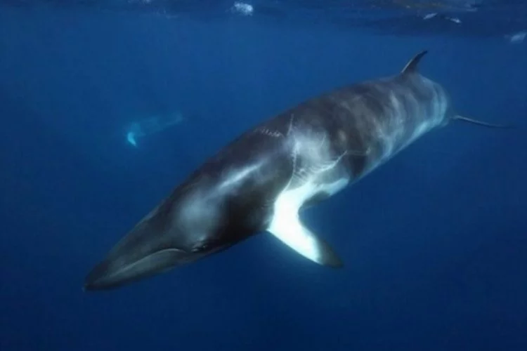 Bilim insanlarından 'Balinalar üzerinde gürültü kirliliği deneyinden vazgeç' çağrısı!