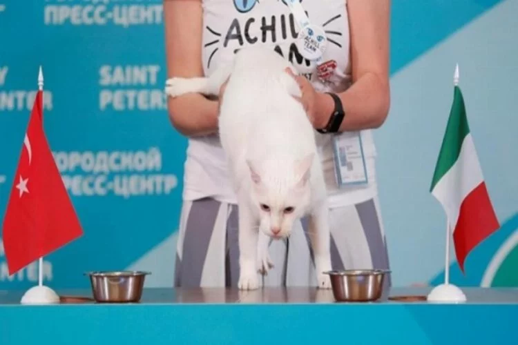 Kahin kedi Achilles, Türkiye-İtalya maçının galibini belirledi