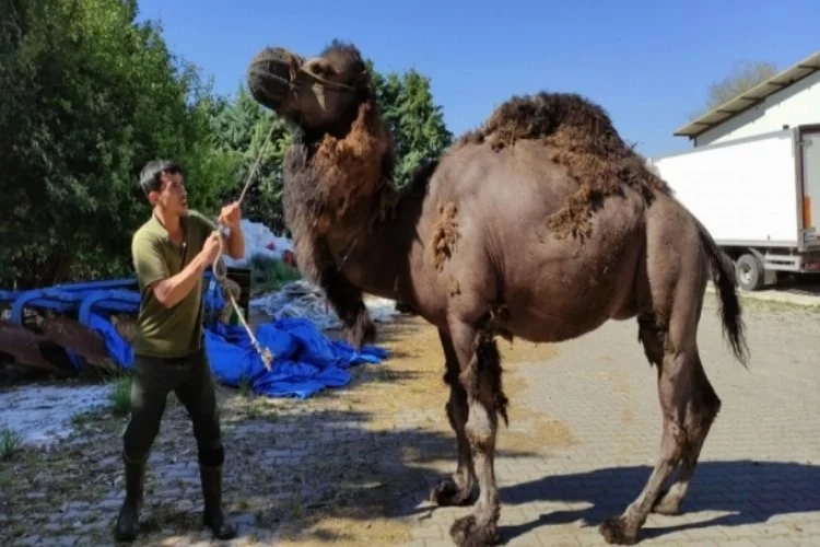 Bursa'da güreşçi deve kurbanda alıcısını bekliyor