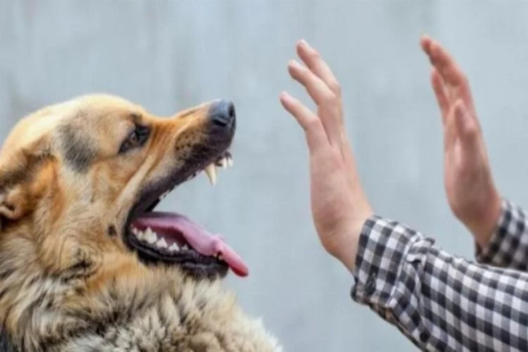 ABD'de 100'den fazla ülkeden köpek ithali bir yıl süreyle yasakladı