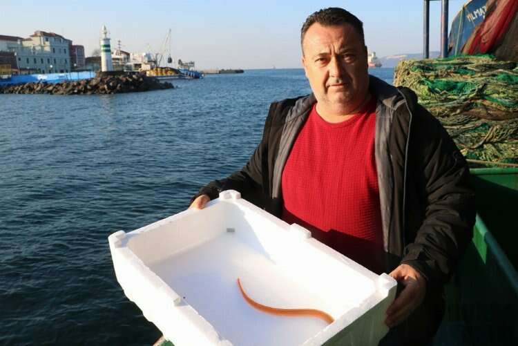 Türkiye'de ilk kez 'Yılan kurdu balığı' görüntülendi!
