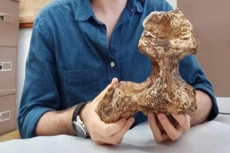 5 milyon yıllık kafatası gerçeği ortaya çıkardı