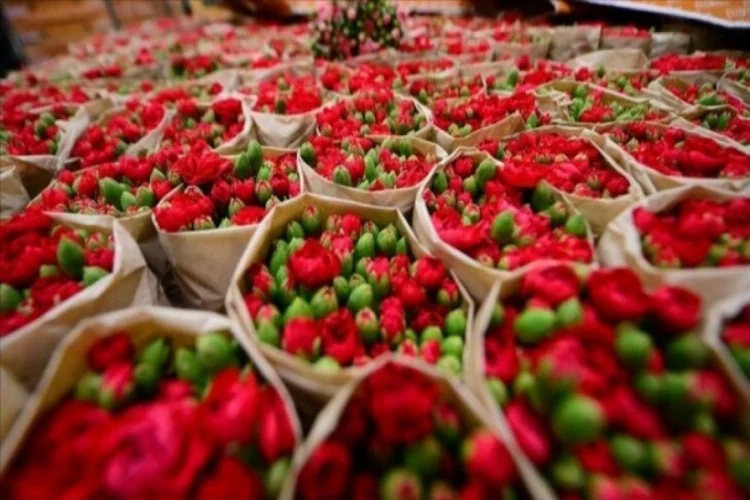 Kesme çiçek sektöründen 500 milyon dolarlık ihracat hedefi!