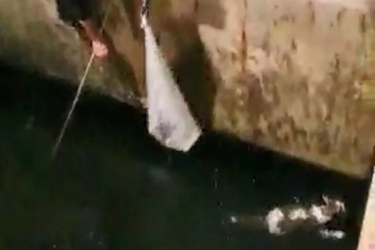 Bursa'da denize düşen kedi balıkçı kepçesiyle kurtarıldı