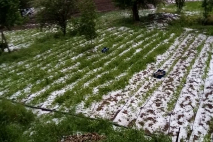 Bursa'da dolu yağışı mahsülleri vurdu