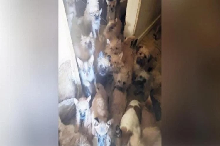 Evden çıkan kiracı arkasında 85 köpek ve 9 kedi bıraktı