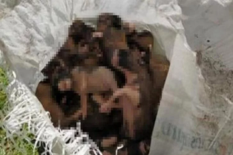 20 yavru köpeği çuvallara koyup dereye attılar
