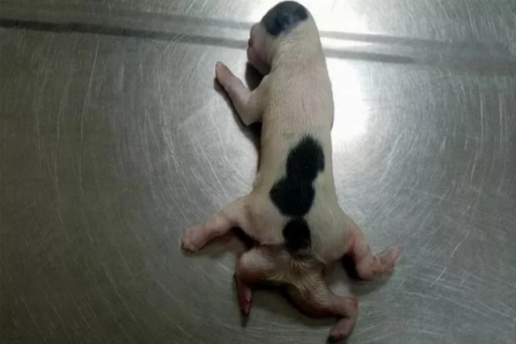 6 bacaklı doğan yavru köpek yaşama tutunamadı