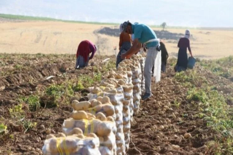 Erkenci patateste 30 bin ton rekolte bekleniyor