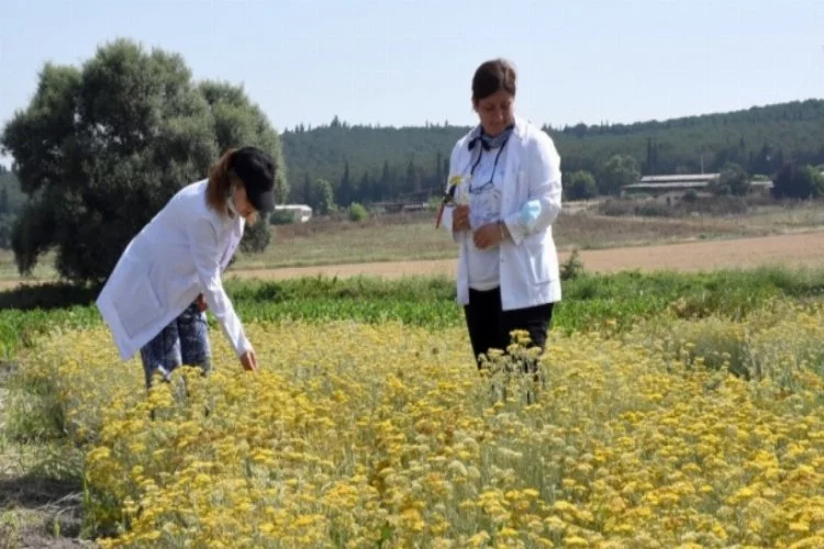 Bursa'da üniversitede tıbbi ve aromatik bitki yetiştirerek eğitime katkı sağlıyorlar