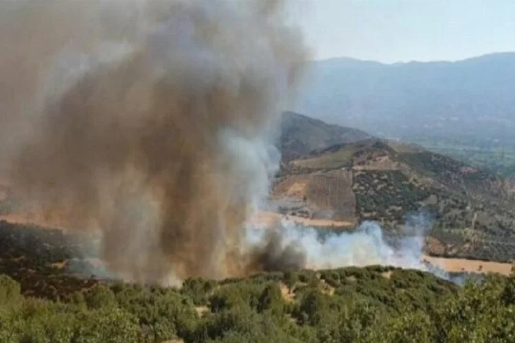 Aydın'da ormanlık alana sıçrayan yangın 10 saatte söndürüldü