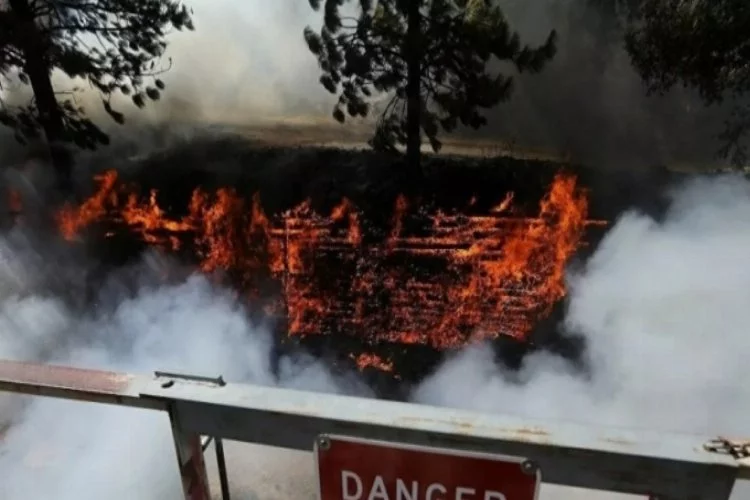 Kaliforniya'da orman yangınları 82 kilometrekarelik alana yayıldı