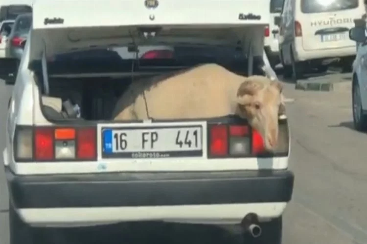 Bursa'da bagajda yolculuk yapan koyun kameralara yansıdı