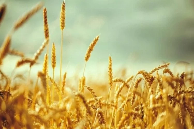 İBB, atıl durumdaki tarım arazisine ektiği buğdayı hasat etti