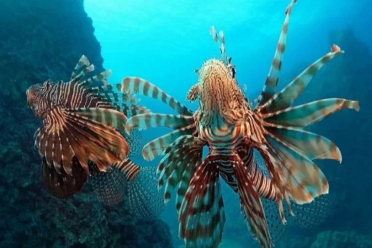 Kızıldeniz'den Akdeniz'e göçen balık türü 65'e çıktı