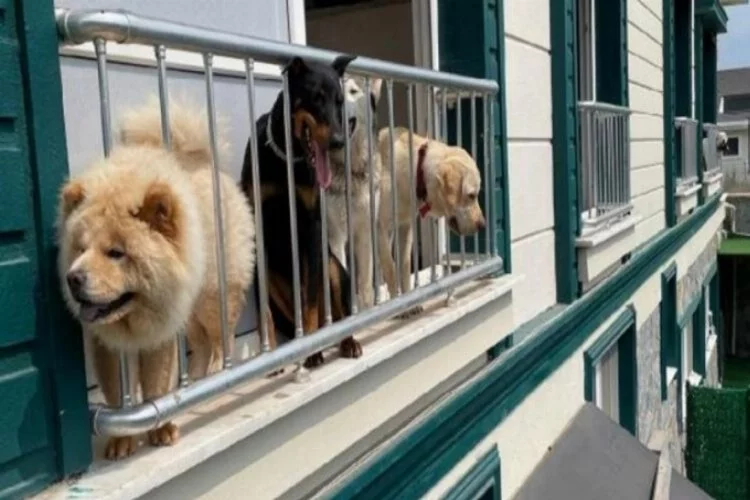 Evcil hayvan otelinde Kurban Bayramı yoğunluğu
