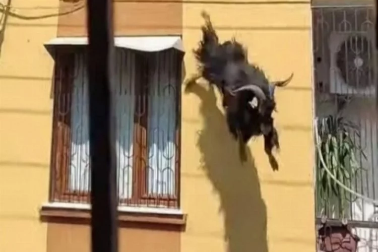 Adana'da kurbanlık keçi çatıdan uçtu