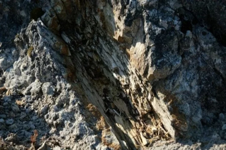 Türkiye'nin 'fosil ağaç ormanı' yok olmanın pençesinde