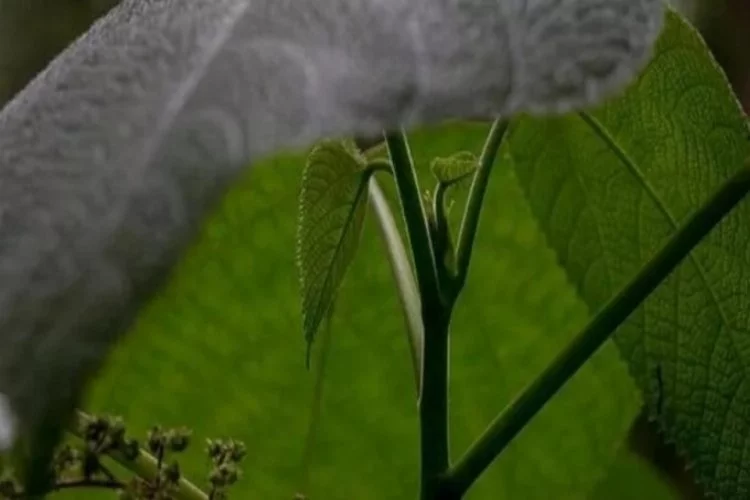 Dünyanın en korkutucu bitkisi!: Gympie Gympie