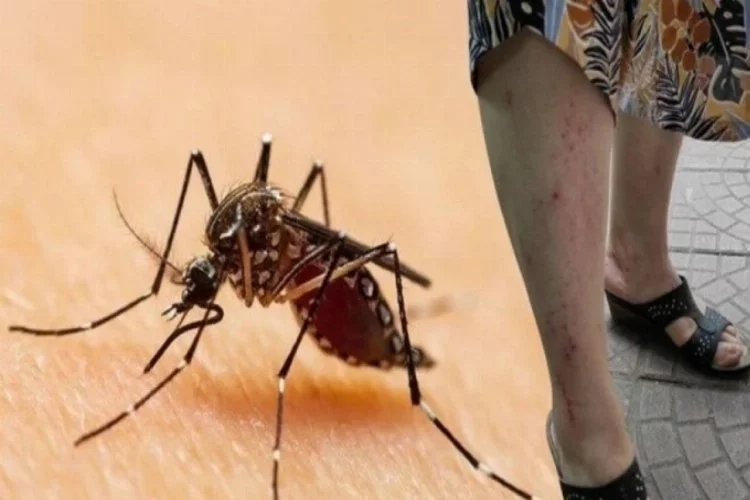 Bursa dahil 13 ilde görülüyor... Asya Kaplan Sivrisineği uyarısı!
