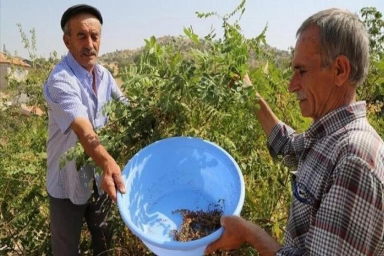 Türkiye'de sumak üretimi 8 yılda 5 kattan fazla arttı