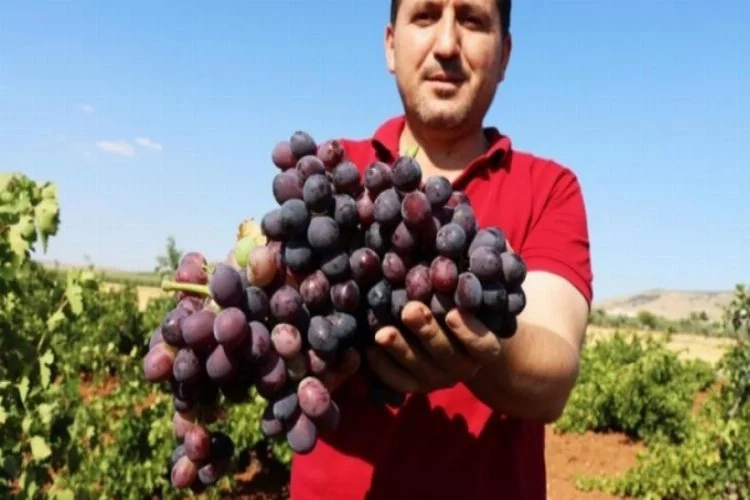'Horoz karası' üzümü kuraklığa rağmen verimiyle üreticisini sevindirdi