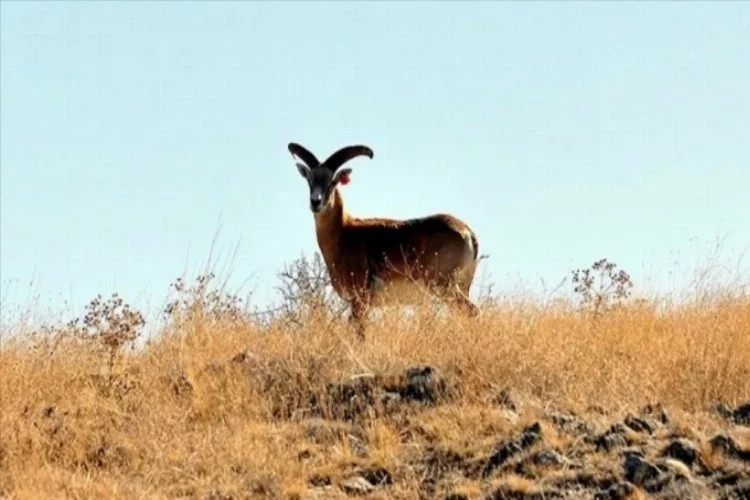 Anadolu yaban koyunu Kervansaray Dağı'nda yetiştirilecek