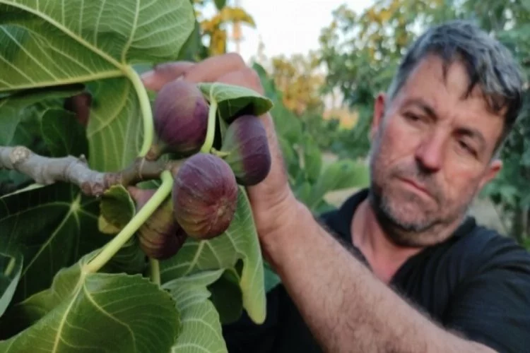 Bursa'nın siyah inciri Avrupa'ya gitmeye hazırlanırken dökülmeye başladı