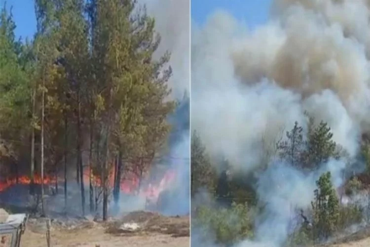 Adana Kozan ve Sarıçam'da orman yangını