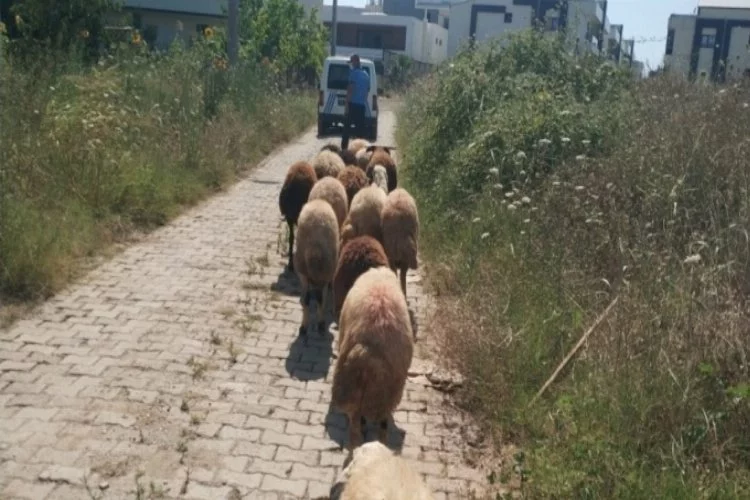 Koyunları kaybolan çiftçinin yardımına Bursa Gemlik zabıtası koştu