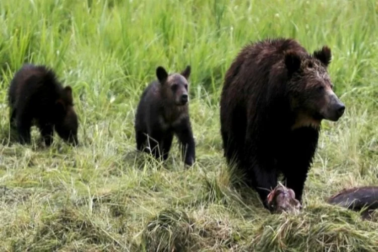 Bir kadına vahşi yaşamda ayıları rahatsız etme suçlaması