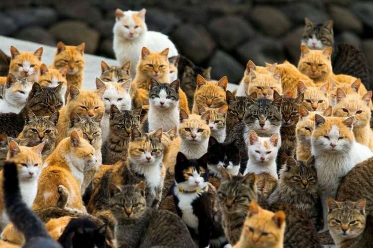 Japonya'daki kedi adasından sevimli kareler...