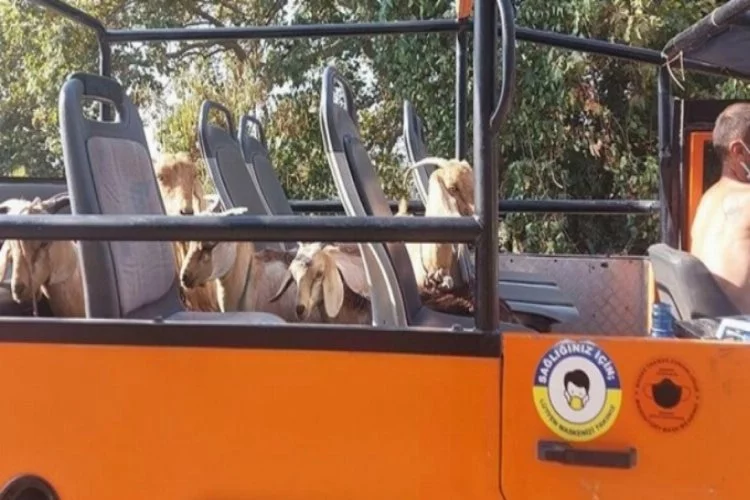 Marmaris'teki yangında onlarca keçi yanmaktan kurtarıldı